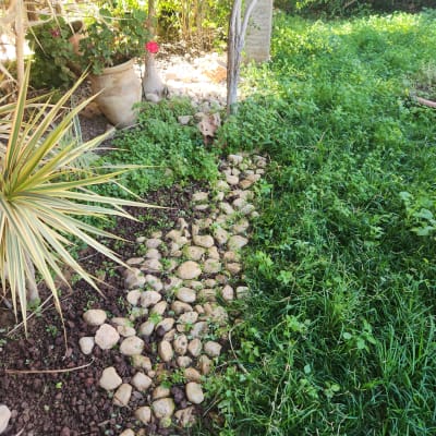 אבנים מסודרות בגינה עם צמחייה ירוקה מסביב