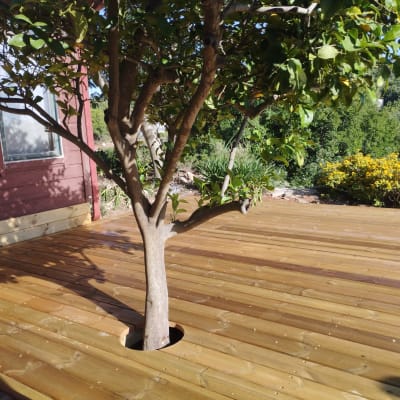 עץ צומח מתוך דק עץ בגינה