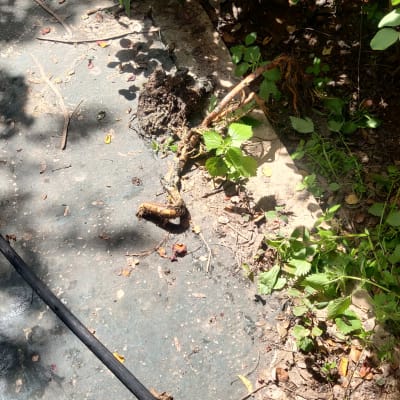 צינור שחור על שביל עם עלים וענפים יבשים