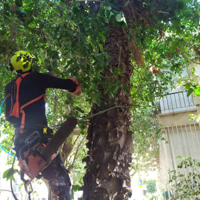 אדם עם מסור חשמלי גוזם עץ גבוה