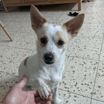 כלב לוחץ יד עם אדם על רצפה