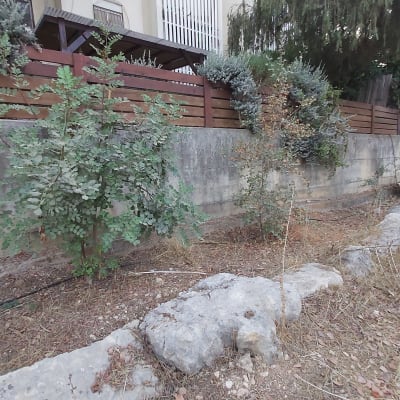 שיחים ועצים קטנים ליד קיר בטון בגינה