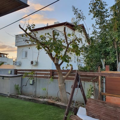 עץ גזום עם ענפים חתוכים בחצר