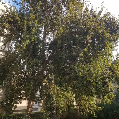 עץ גדול עם ענפים צפופים, מתאים לגיזום