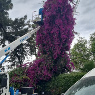 אדם במנוף גוזם שיחים סגולים גבוהים