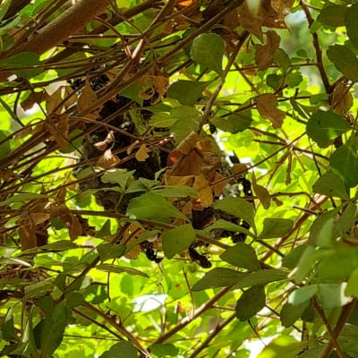 קן צרעות בין ענפי עץ ירוקים