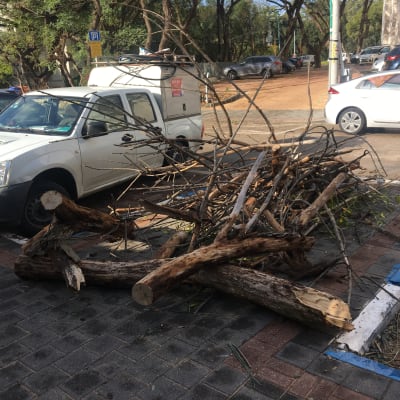 ערימת ענפים וגזעים חתוכים על מדרכה