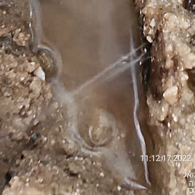 מים זורמים בין אדמה וסלעים, סימני נזילה