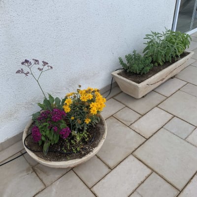 עציצים עם פרחים צבעוניים וצמחי תבלין על מרפסת