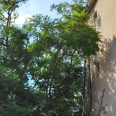 עץ עם ענפים קרובים לבניין, מתאים לגיזום