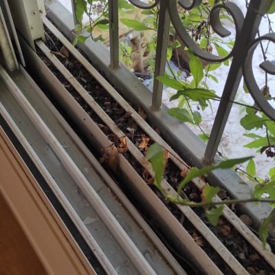 עלים יבשים ואבק על מסגרת חלון