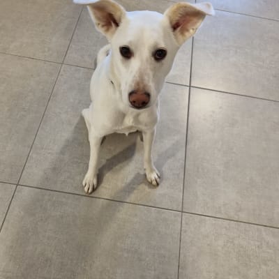 כלב יושב על רצפה, מביט למצלמה