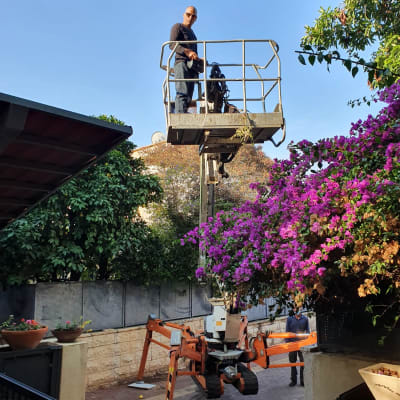 אדם על מנוף גיזום ליד שיח פורח