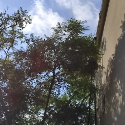 עץ גבוה עם ענפים צפופים ליד בניין