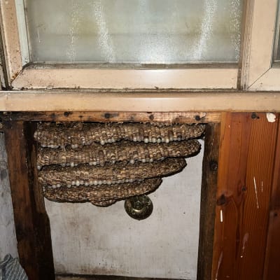 קן צרעות גדול מתחת לחלון עץ