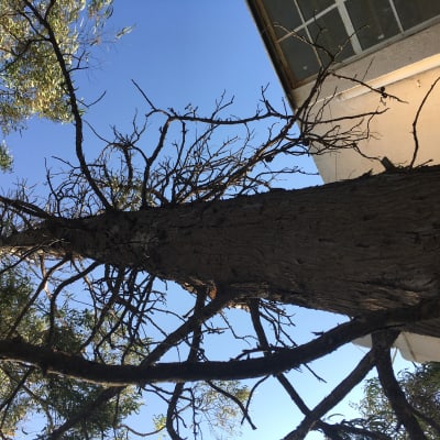 עץ עם ענפים יבשים וענפים ירוקים