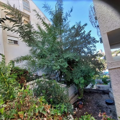 עץ גדול עם ענפים צפופים בחצר