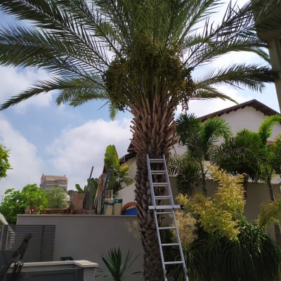 סולם מונח על עץ דקל לגיזום