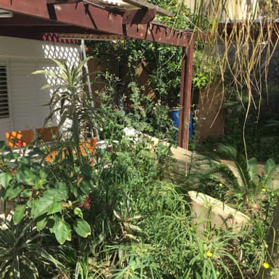 גינה עם צמחים ירוקים ופרחים צבעוניים