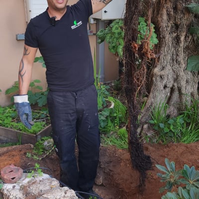 אדם מחזיק שורש עץ גדול ליד בור חפור