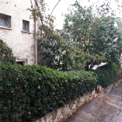 שיחים גזומים לאורך שביל עם קיר אבן