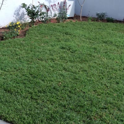 דשא ירוק, צינור השקיה, פרחים ועצים קטנים בגינה