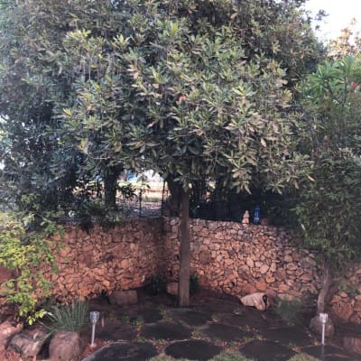 עץ גדול עם אבנים מסביב ותאורת גן