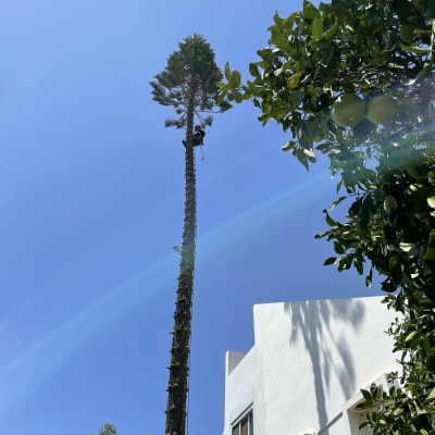 אדם גוזם עץ גבוה עם חבל ורתמה