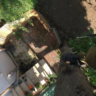 אדם עומד על עץ עם חבל לגיזום ענפים