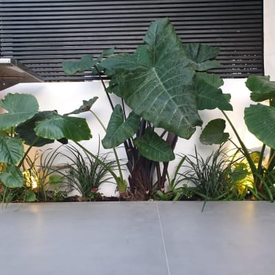 צמחים ירוקים גדולים עם תאורה בגינה קטנה