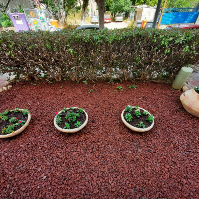 עציצים עם פרחים על חצץ אדום בגינה