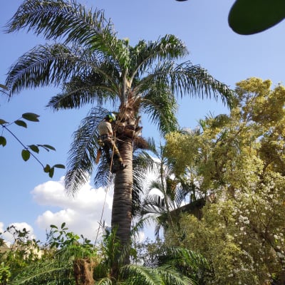 אדם גוזם עץ דקל גבוה עם ציוד טיפוס