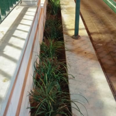 צמחים ירוקים נטועים בערוגה צרה לאורך שביל