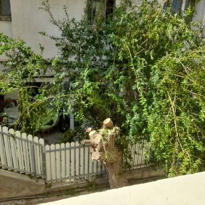 עץ גזום עם ענפים חתוכים ליד גדר לבנה