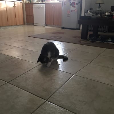 מטבח עם ארונות עץ, מדיח כלים ומקרר