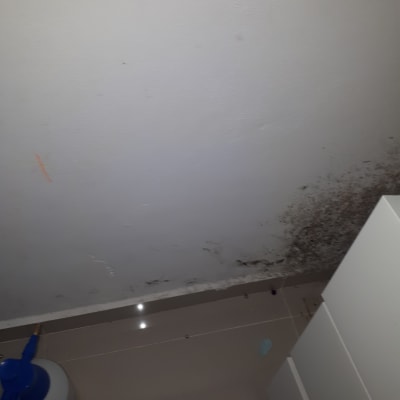 קיר עם כתמי עובש ובקבוק ריסוס כחול