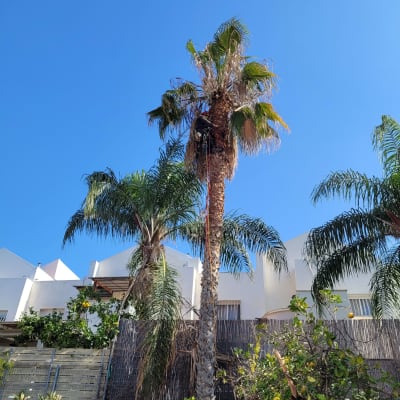 אדם גוזם עץ דקל גבוה עם ציוד טיפוס