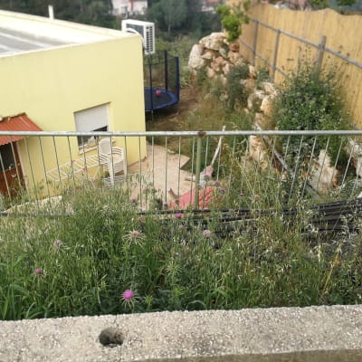 עשבים גבוהים ופרחים סגולים בגינה מגודרת