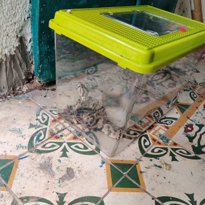 מיכל פלסטיק עם מכסה ירוק ולוכד נחשים