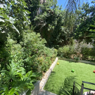 גדר חיה בצד שמערבי של הגינה