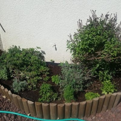 ערוגת גינה עם צמחים שונים מוקפת בגדר עץ