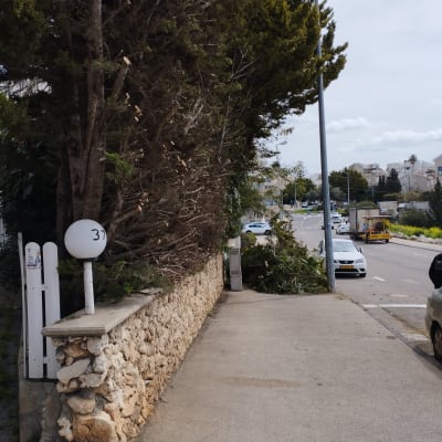 ענפים גזומים מונחים על המדרכה ליד גדר אבן