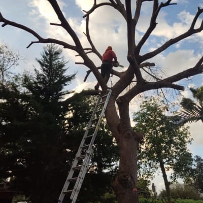 אדם על סולם גוזם עץ עם מסור חשמלי