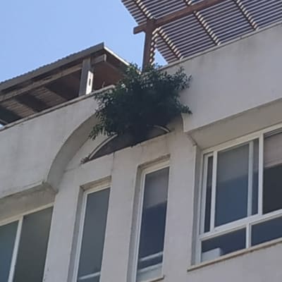 צמחייה על גג בניין, זקוקה לגיזום