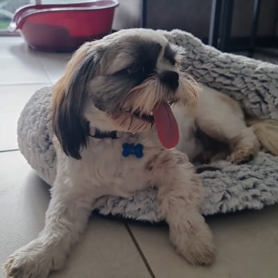 כלב קטן שוכב במיטה רכה על הרצפה