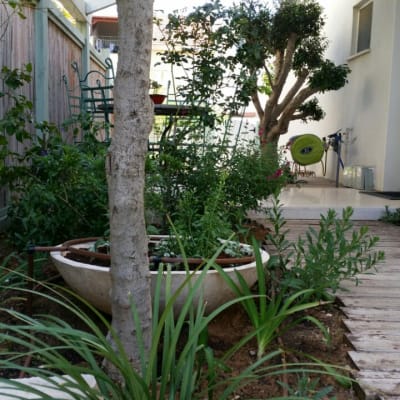 עצים וצמחים בגינה עם צינור השקיה