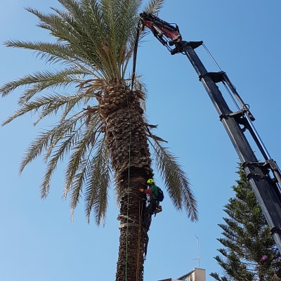 אדם גוזם עץ דקל עם מנוף