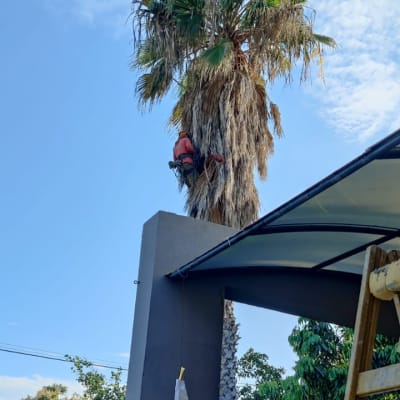 אדם גוזם עץ דקל גבוה עם ציוד בטיחות