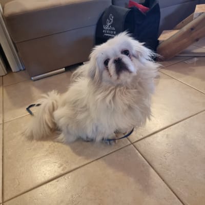 כלב קטן עם רצועה על רצפה בבית