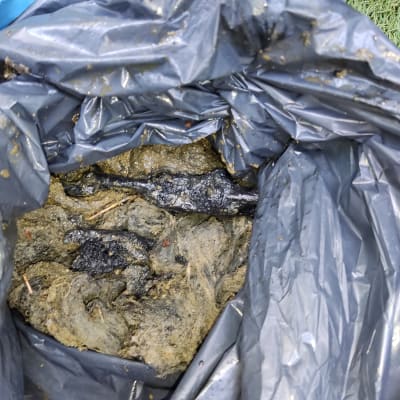 שקית זבל עם פסולת רטובה, כנראה ביוב.